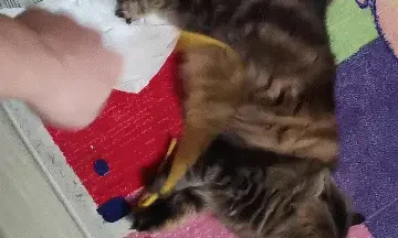 1/48 P-40M Profipack Eduard